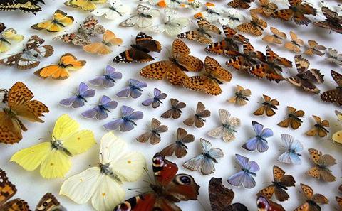 Butterfly Display